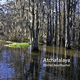 Atchafalaya